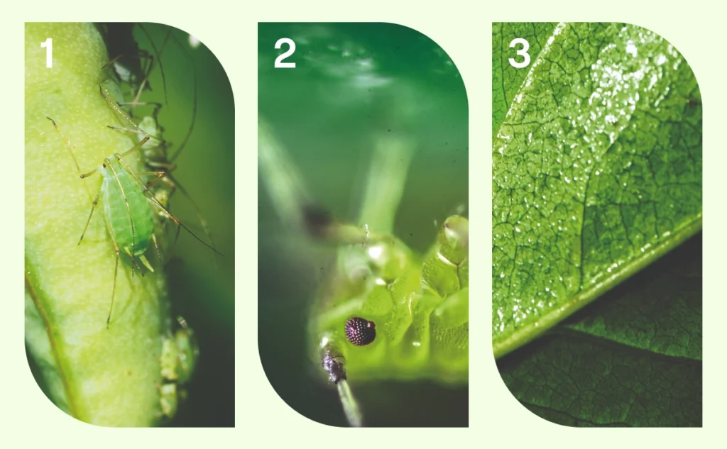 Insecticida ecológico de contacto