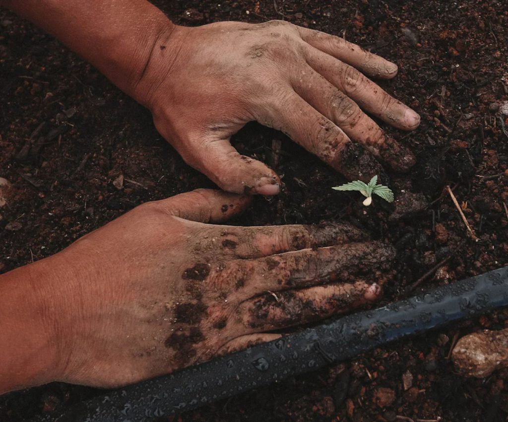 Crop, agiculture, agricultura