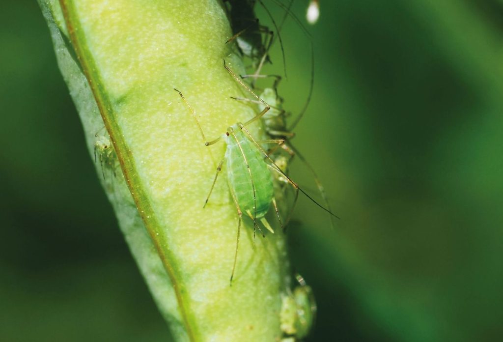 Altinco Grinward Plant Guards fitosanitario contra insectos y plagas