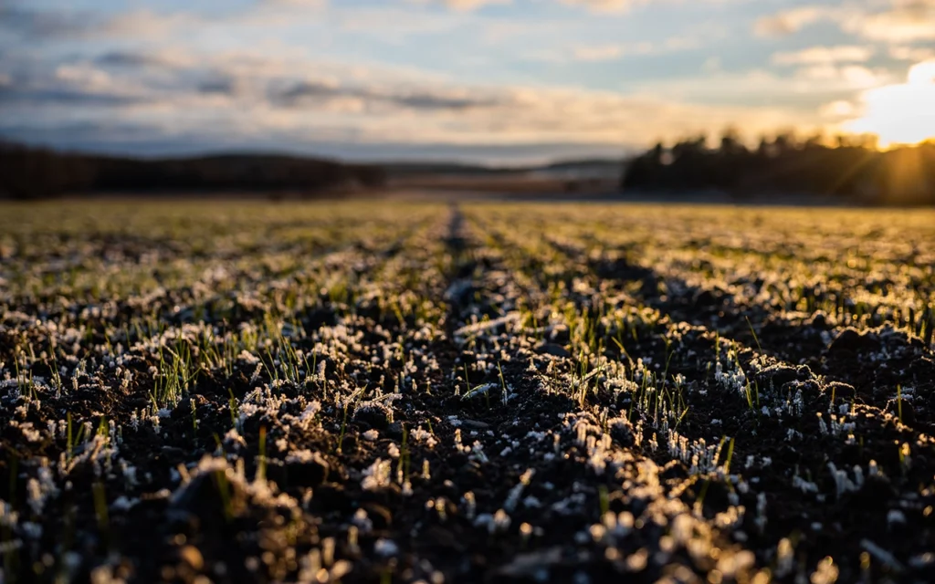 estrés por frío en cultivos / Cold stress in crops / Stress dû au froid dans les cultures