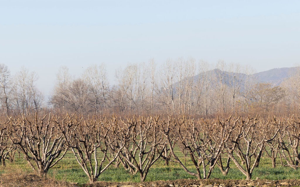 campo-frutales-dormancia-invierno