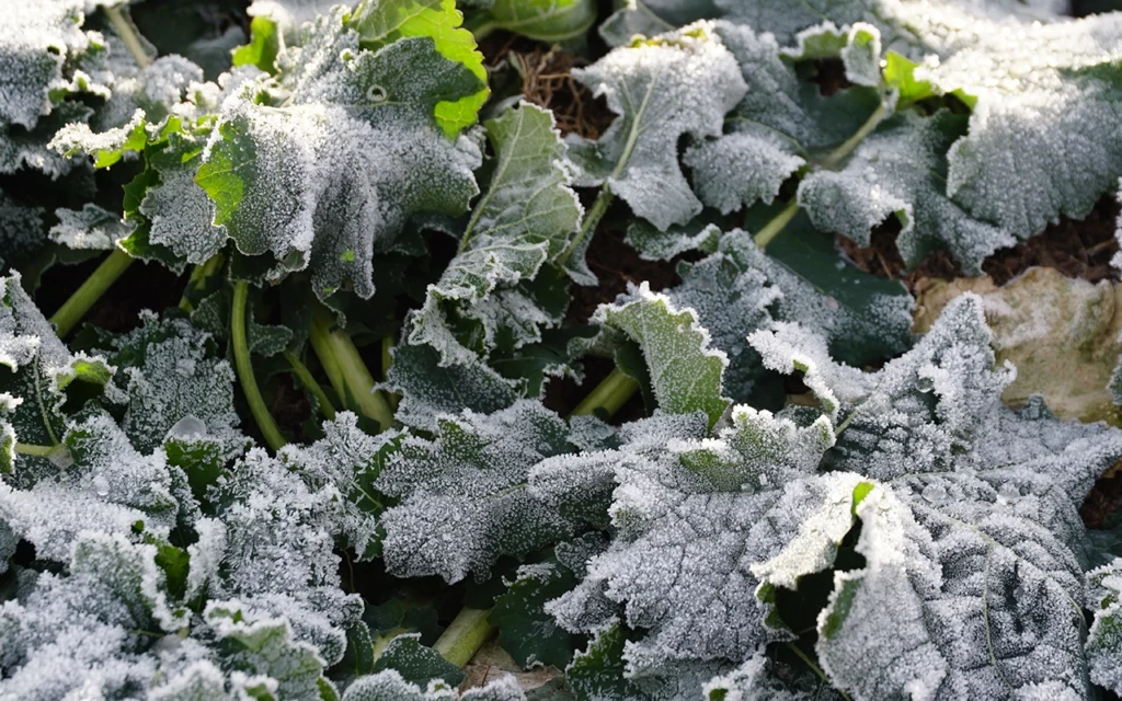 estrés por frío en cultivos / Cold stress in crops / Stress dû au froid dans les cultures