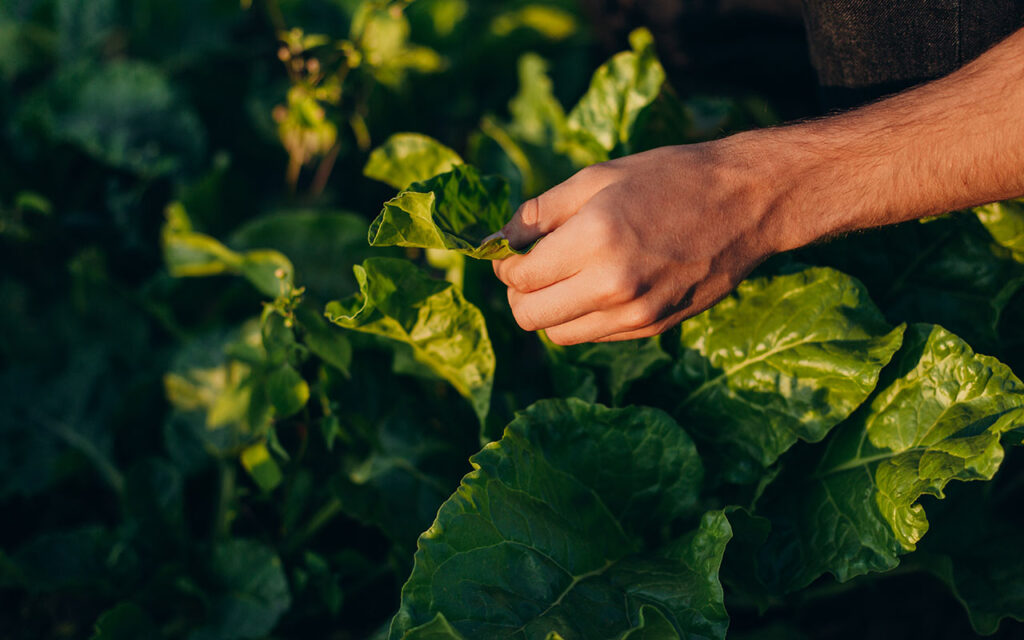producción agrícola sostenible